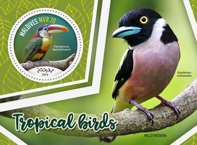 Tropical birds - Issue of Maldives postage stamps