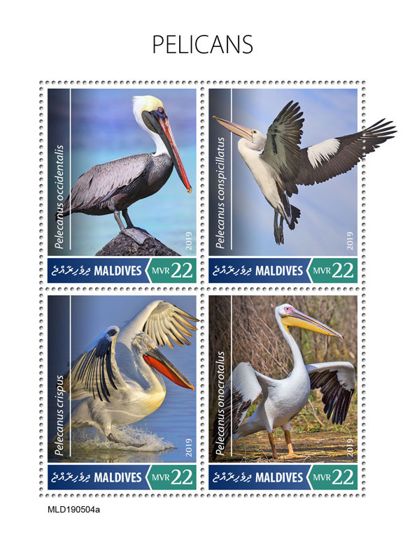 Pelicans - Issue of Maldives postage stamps
