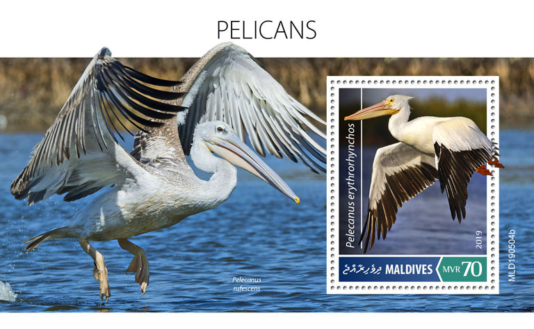 Pelicans - Issue of Maldives postage stamps